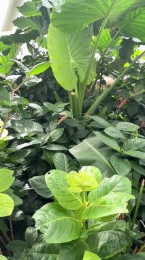 Tropikal kelebekler egzotik çiçek bitkileri. Yüksek kalite 4k görüntü