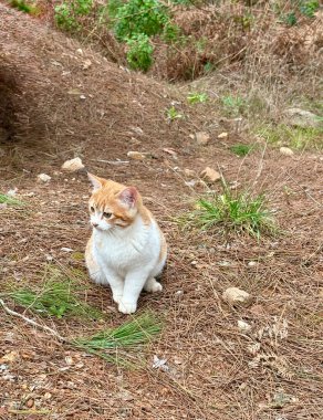 Bir sokak kedisi kendi kendine yürür. Yüksek kalite fotoğraf