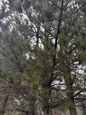 Sonbahar kozalaklı orman. Doğa iğneleri sonbahar renklerinde park eder.