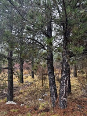 Sonbahar kozalaklı orman. Doğa iğneleri sonbahar renklerinde park eder.