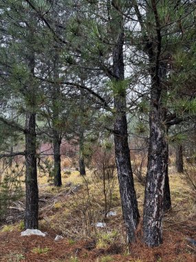 Sonbahar kozalaklı orman. Doğa iğneleri sonbahar renklerinde park eder.