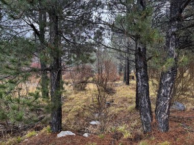 Sonbahar kozalaklı orman. Doğa iğneleri sonbahar renklerinde park eder.