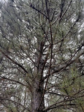 Sonbahar kozalaklı orman. Doğa iğneleri sonbahar renklerinde park eder.