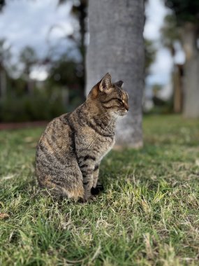 Kedi palmiye ağacının altında dinleniyor. Yüksek kalite fotoğraf