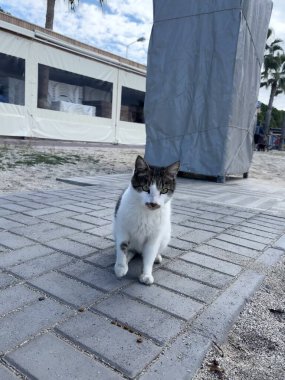 funny cat on the beach cat walking. High quality photo clipart