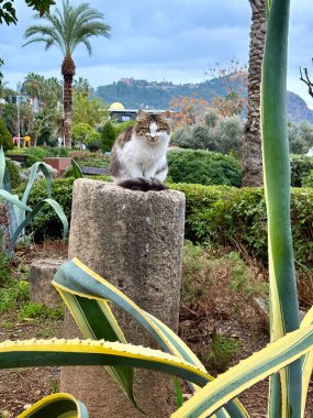 Kedi kumsalı çalıları. Yüksek kalite fotoğraf