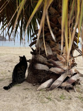 Cat Palm plajı kumlu plajı