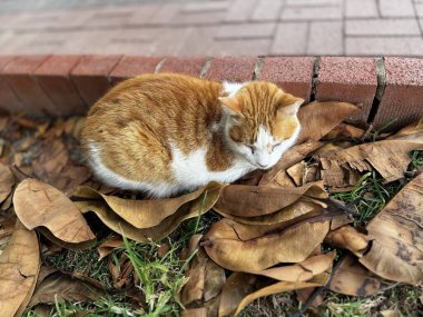 Parktaki zavallı sokak kedisi. Yüksek kalite fotoğraf