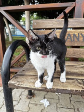 Karizmatik yüz kedisi. Yüksek kalite fotoğraf