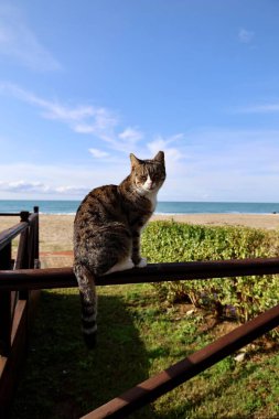 Kara kedi yürüyor. Yüksek kalite fotoğraf