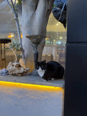 Kedi penceresi gece lambası. Yüksek kalite fotoğraf