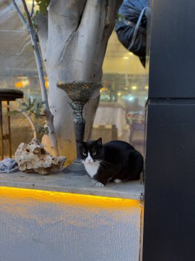 Kedi penceresi gece lambası. Yüksek kalite fotoğraf