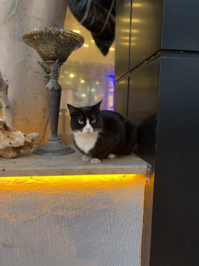 Kedi penceresi gece lambası. Yüksek kalite fotoğraf