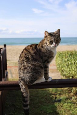 Kedi sahil çitinde oturuyor. Yüksek kalite fotoğraf