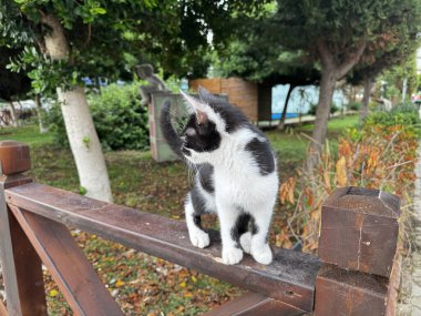 Doğada parkta oynaşan bir kedi yavrusu. Yüksek kalite fotoğraf
