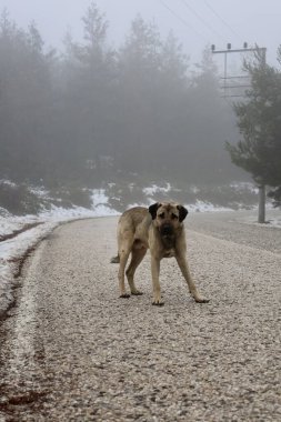 Kışın köpek yiyen terk edilmiş köpek. Yüksek kalite fotoğraf