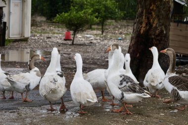Kazlar dışarıda yürüyor. Yüksek kalite fotoğraf