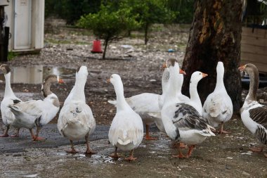 Kazlar dışarıda yürüyor. Yüksek kalite fotoğraf
