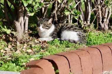 Kara kedi yürüyor. Yüksek kalite fotoğraf