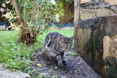Kedi bahçesi yeşilliği. Yüksek kalite fotoğraf