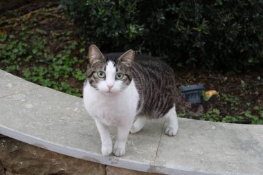 Kara kedi dışarıda. Yüksek kalite fotoğraf