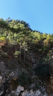 Drone uçuş dağları kozalaklı orman temiz mavi gökyüzü 4k