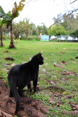 Kara kedi yürüyor. Yüksek kalite fotoğraf