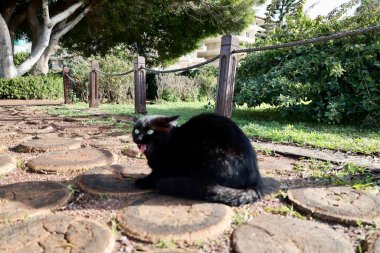 Köpek kedi açmazı. Yüksek kalite fotoğraf