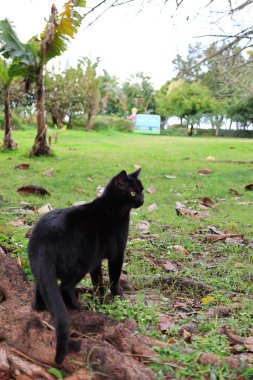 Kara kedi yürüyor. Yüksek kalite fotoğraf