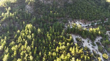 Drone uçuş dağları kozalaklı orman açık mavi gökyüzü. Yüksek kalite fotoğraf