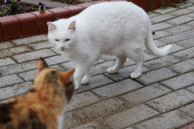 Kediler dışarıda yürüyor. Yüksek kalite fotoğraf