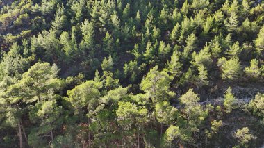 drone flight mountains coniferous forest clear blue sky. High quality photo clipart