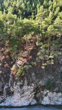 drone flight mountains coniferous forest clear blue sky 4k clipart