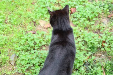 Kara kedi yürüyor. Yüksek kalite fotoğraf