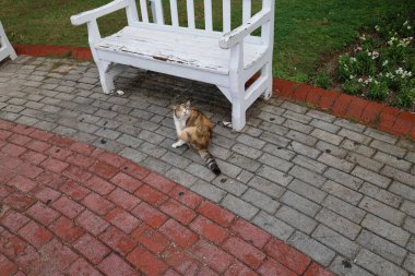 Kedi bakımı açık havada. Yüksek kalite fotoğraf