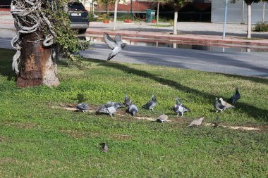Sıra dışı bir kuş ağacı. Yüksek kalite fotoğraf