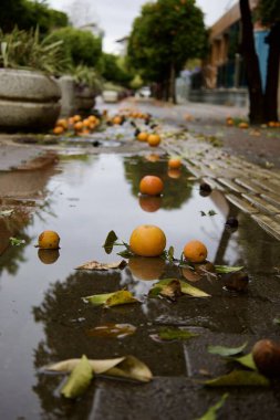 Oranges wet street. High quality photo clipart