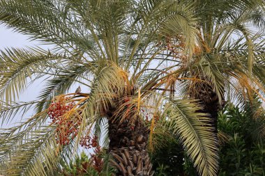 Palmiye ağaçları. Yüksek kalite fotoğraf