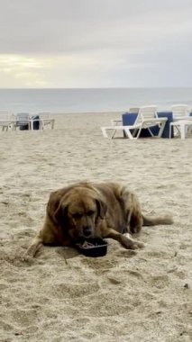 Köpek sahil sandalyeleri Şişko sokak köpeği