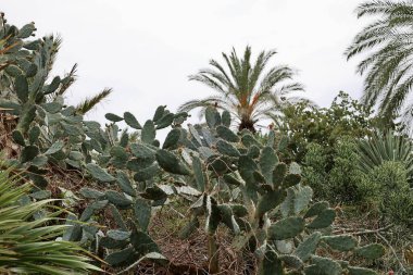 Kaktüs palmiyeleri. Yüksek kalite fotoğraf