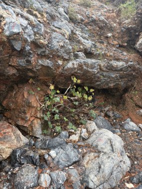 Rocky Fig Bitkisi. Yüksek kalite fotoğraf