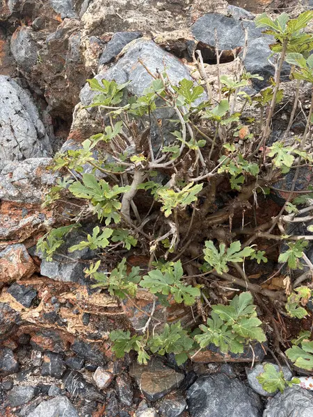 Rocky Fig Bitkisi. Yüksek kalite fotoğraf