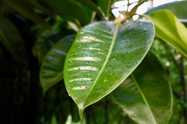 Islak yeşil yapraklar. Yüksek kalite fotoğraf