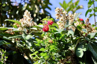 Yeşil çiçekli yapraklar. Yüksek kalite fotoğraf