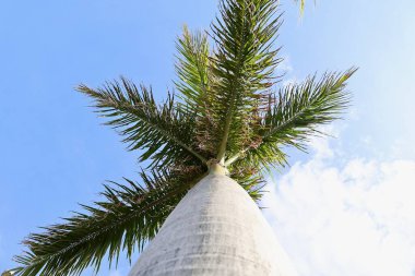 Avuç içi manzarası yukarı. Yüksek kalite fotoğraf