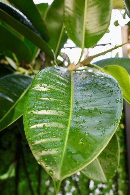 Islak yeşil yapraklar. Yüksek kalite fotoğraf
