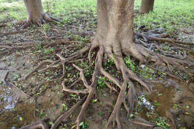 Ağaç kökleri. Yüksek kalite fotoğraf
