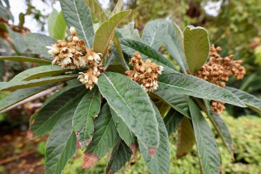 Yeşil yapraklar çiçek bırakır. Yüksek kalite fotoğraf