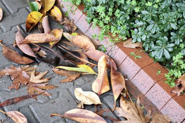 Düşen sonbahar yaprakları. Yüksek kalite fotoğraf