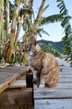 Kedi ahşap güverte. Yüksek kalite fotoğraf